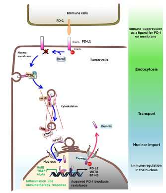 Increasing the effectiveness of cancer treatments: Anti-PD-L1 immunotherapy