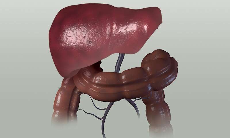 Cancer immunotherapy 'uniquely suppressed' by liver tumors