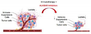 Inhibiting Enzyme Helps Cancer Immunotherapy Work Better – UC San Diego Health