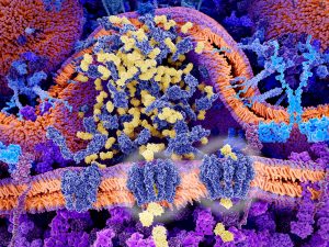 Study Finds Heart Drugs that Boost Cancer Immunotherapy Response – Clinical OMICs News